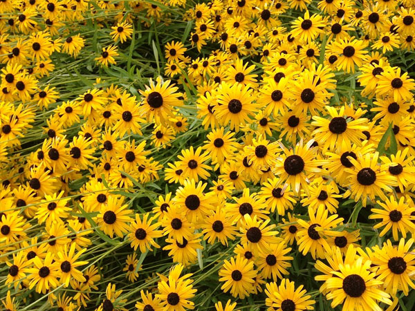 Chaitra Navratrti 2023 Navratri Flowers For 9 Days Full List In Hindi