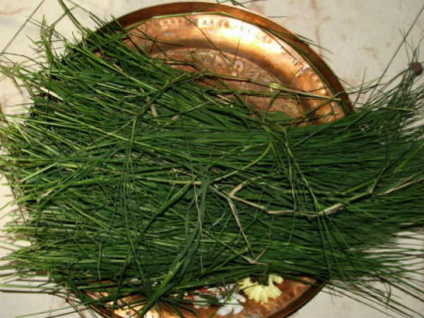 Surya Grahan 2023 Why Hindus Use Darbha Grass During Solar Eclipse Know Kusha Grass Scientific Uses