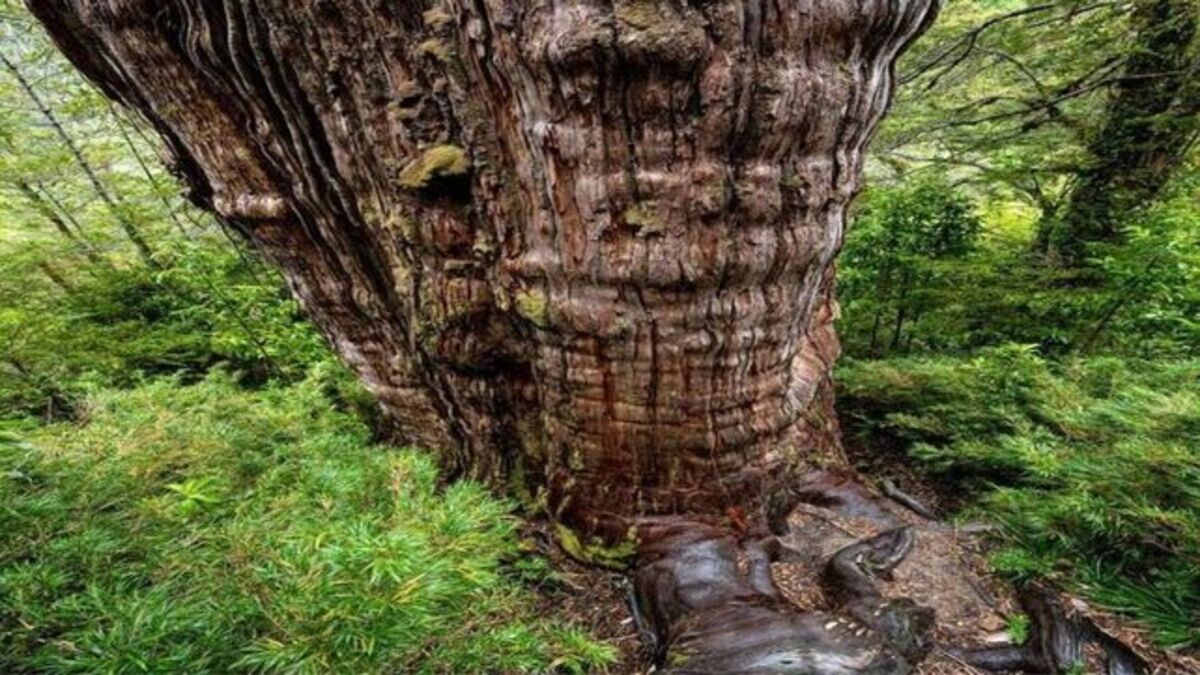 Great Grandfather Tree