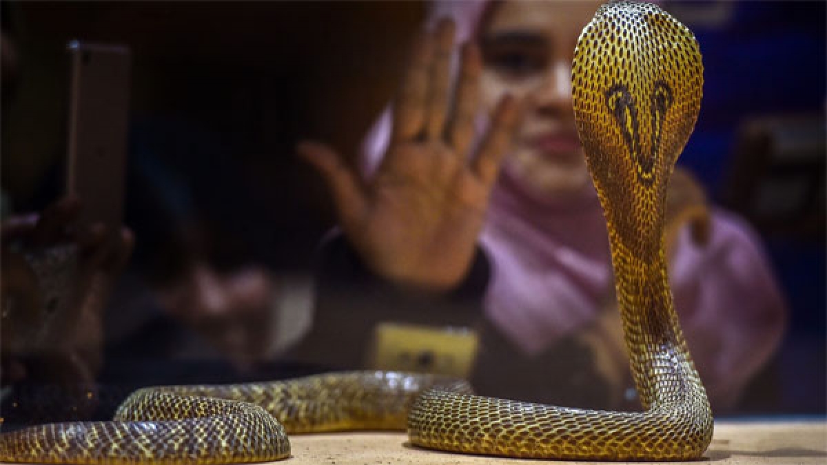 OMG: Shetphal Snake Village in India Where Poisonous Cobra Snakes and Humans Live Together OMG: Shetphal Snake Village in India Where Poisonous Cobra Snakes and Humans Live Together