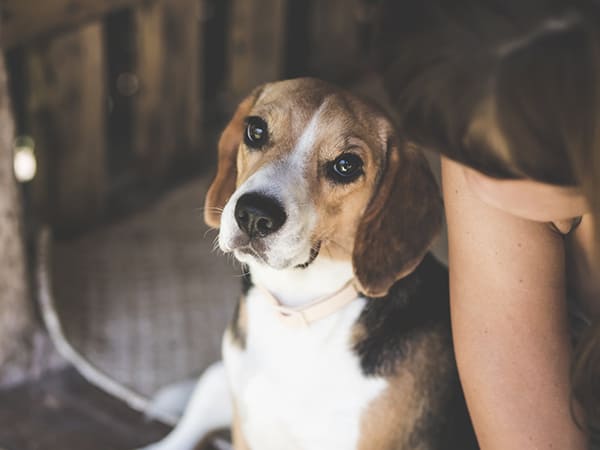 Chanakya Niti in Hindi: Learn These Qualities From A Dog To Lead Happy And Successful Life