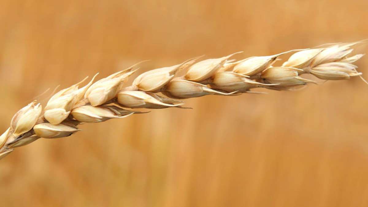 Benefits of Drinking Wheat Water and How to Make it 