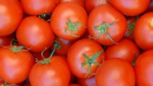 Tomato Price Hike