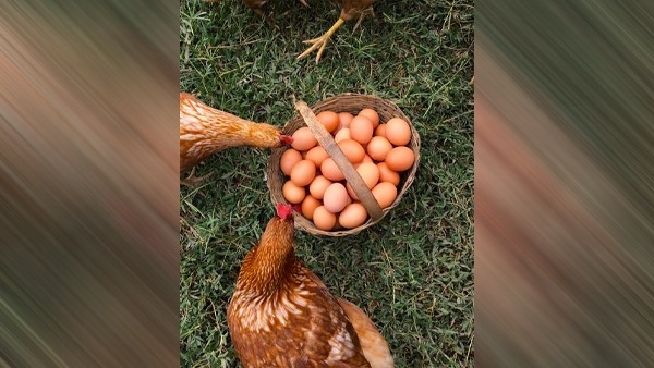 According to the study, the chicken came first in the world, not the egg. Yes, earlier the hen came into this world. 