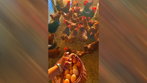 According to the study, the chicken came first in the world, not the egg. Yes, earlier the hen came into this world. 