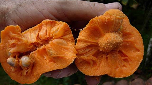 Monkey Jack Fruit Health Benefits and Nutrition facts or Lakucha Fruit Khane Ke Fayde In Hindi