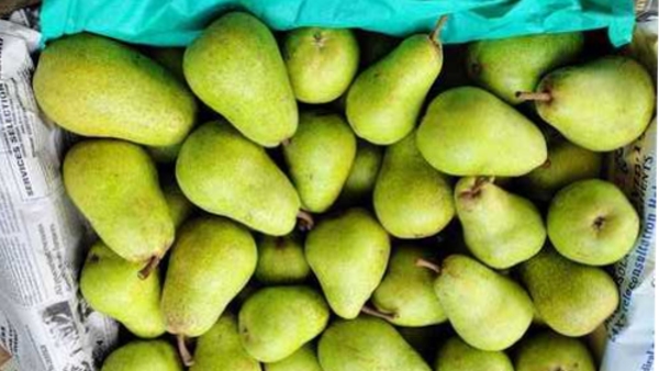  Babugosha Fruit health Benefits 