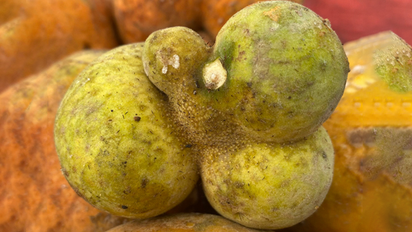 Monkey Jack Fruit Health Benefits and Nutrition facts or Lakucha Fruit Khane Ke Fayde In Hindi