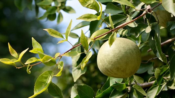 Sawan 2023: Lord Shiva Favourite Bel Patra Health Benefits And Side Effects In Hindi