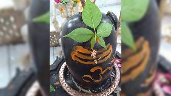 Sawan 2023: Lord Shiva Favourite Bel Patra Health Benefits And Side Effects In Hindi