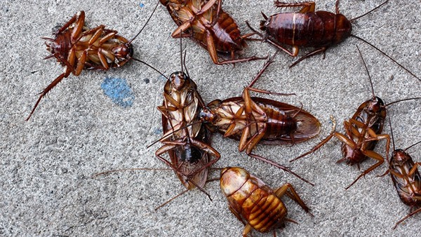 6 ways to get rid of Cockroach or Cockroach ko Bhagane ke Gharelu Upay
