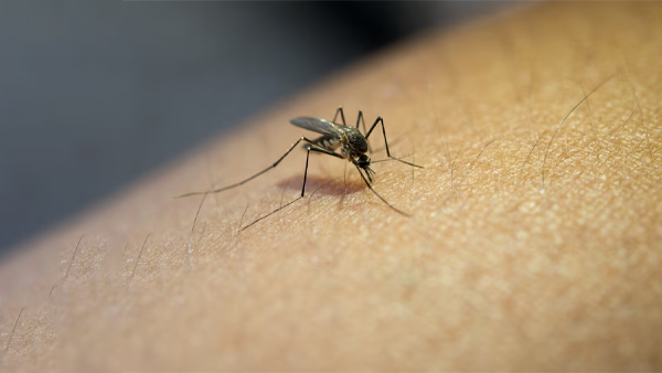 Delhi Dengue Cases: Type-2 Strain Detected In Patients Know Government Advisory In Hindi