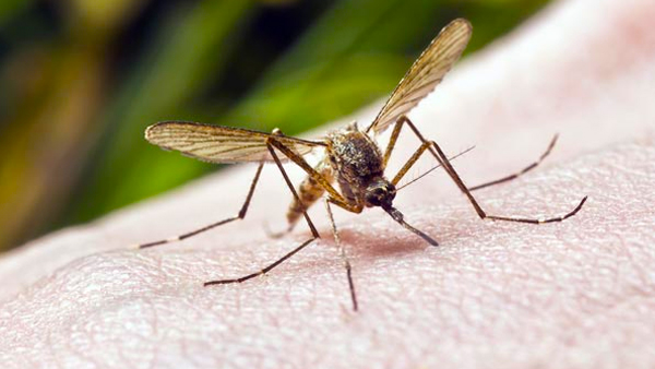 MYTHS AND FACTS AROUND DENGUE FEVER