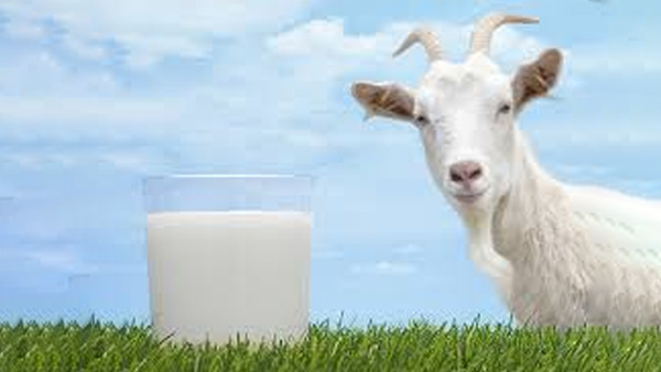Goat Milk Benefits in dengu Bakri Ke Doodh Ke Fayde
