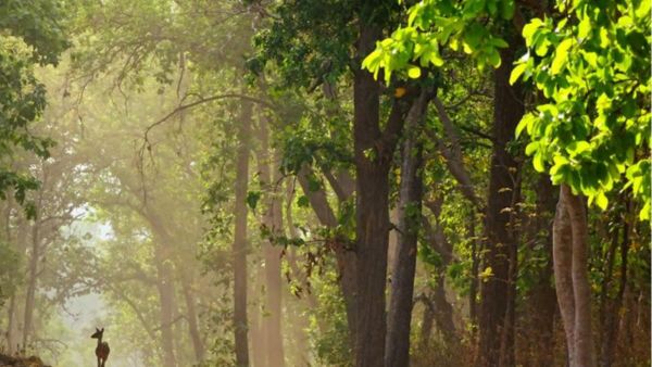 wild destination for wedding 