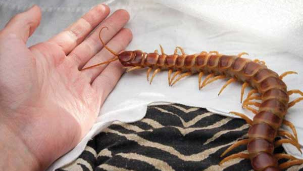  Remove Centipede 