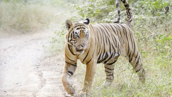 Forest Venues In India