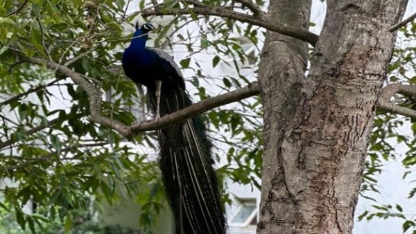 Samantha Ruth Prabhu