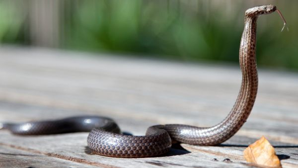 Snake Bites Dos and Donts: how to get rid of snakes home remedies in hindi