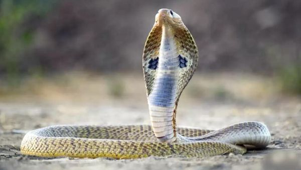 Snake Bites Dos and Donts: how to get rid of snakes home remedies in hindi