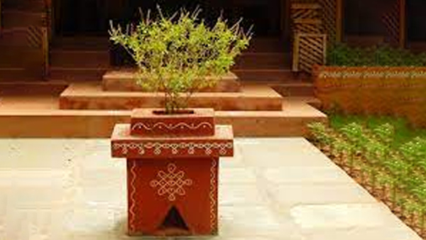 why is tulsi plant kept outside, know mythological and scientific reason