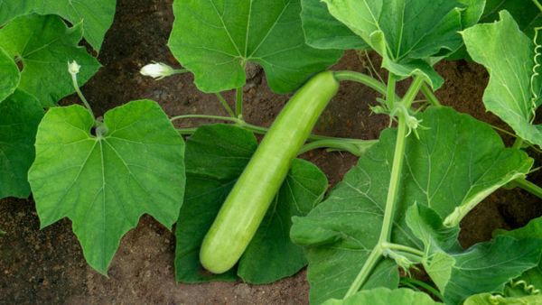  lauki ke patte ke fayde 