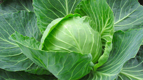  Gobhi se Keede Kaise Nikale