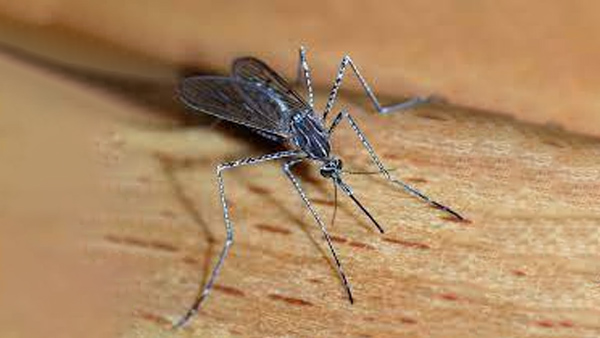 What is elephantiasis Or Lymphatic filariasis