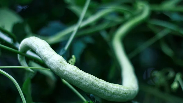  Snake Gourd or chinchida