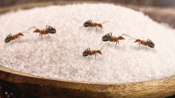  How to keep sugar safe from ants in hindi