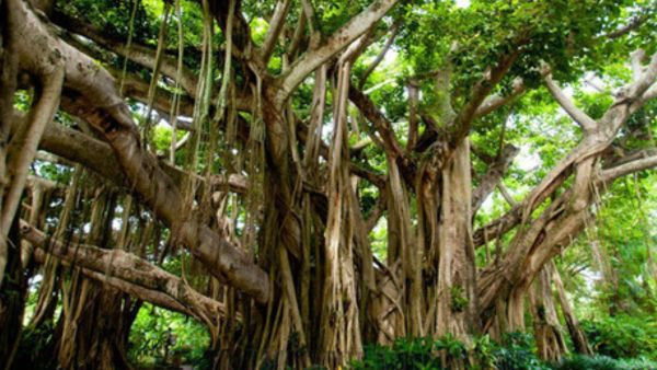 Pitru Paksha 2023: T