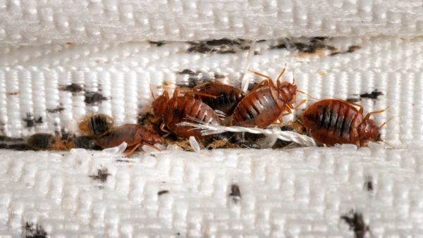 Khatmal Se Hone Wali Bimari O