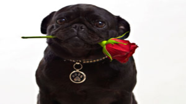 Chanakya Niti in Hindi: If A Man Has These Qualities Of A Dog, His Wife Will Always Be Satisfied, know details