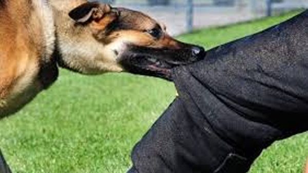 Rabies Signs and Symptoms