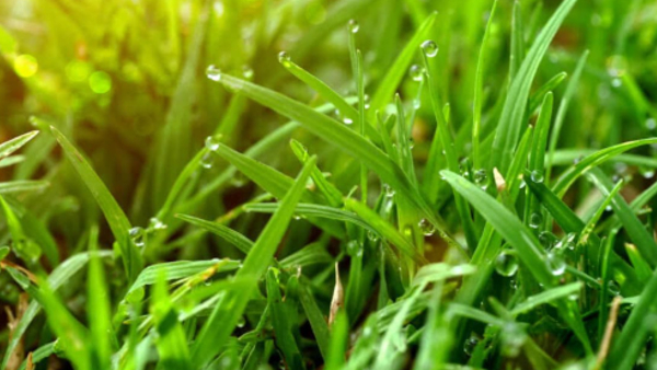 Health Benefits of Durva or Doob Grass