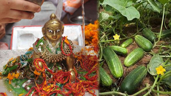 Krishna Janmashtami 2023 Kheere Ki Puja: Kya Hai Naal Chedan, Why Should You Worship Cucumber