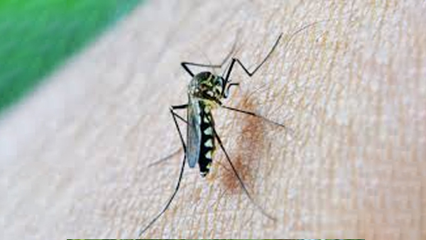  ayurvedic home remedies for dengue fever like neem leaves, 