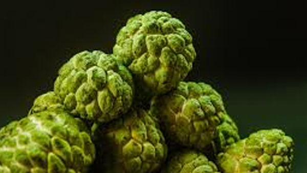  How to Select and Store Custard Apples