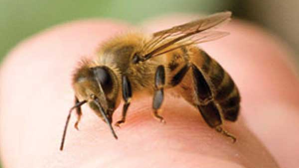 home remedies for Honeybee Bite, Madhum