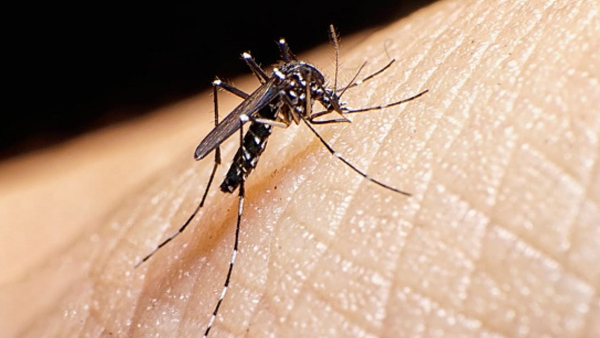  Dengue: Kiwi fruit and coconut water For Quick Recovery 