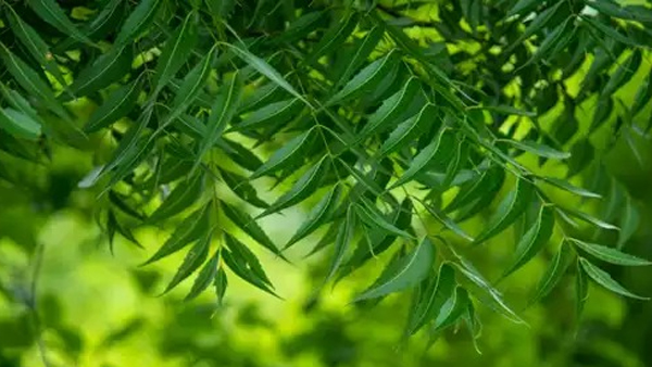 Green Leaves for dengue fever: how to increas