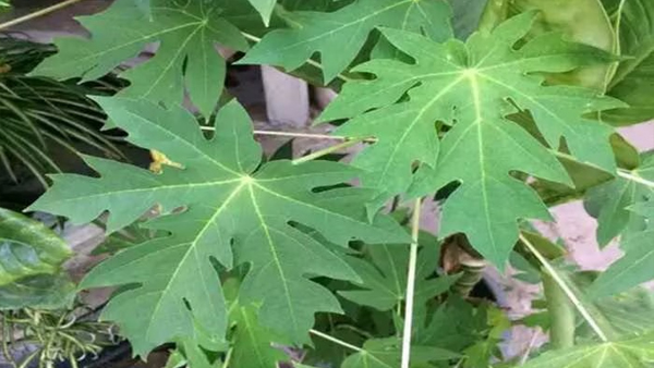 Green Leaves for dengue fever: how to increas