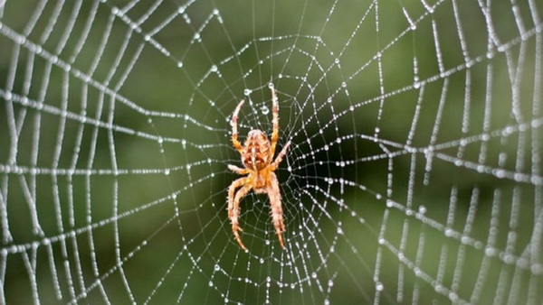 diwali cleaning tips: how to clean spider webs at home and home remedies for spider bites