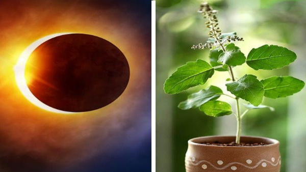 Surya Grahan 2023: Never Do These 5 dangerous mistakes of Tulsi otherwise maa laxmi will be unhappy