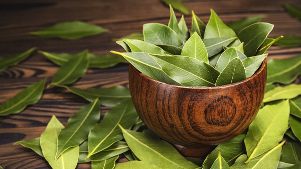 Green Leaves for dengue fever: how to increas