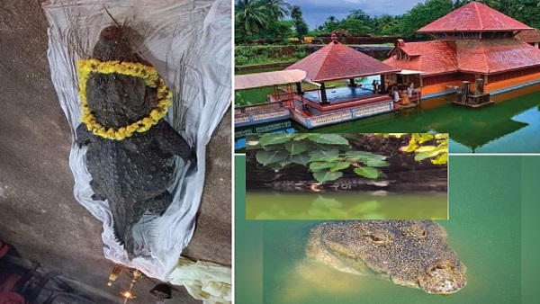  A Year After Babiya’s Death, New Crocodile Appears At Kerala’s Ananthapura