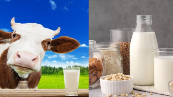 Cows Milk vs. Plant-Based Milk: Which is Better?
