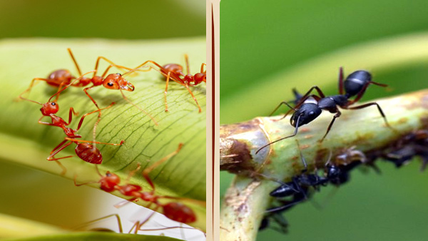 Top 10 Most Intelligent Animals on Earth, Know Interesting Facts