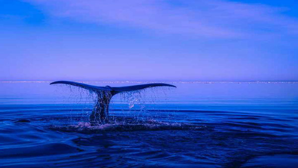 Top 10 Most Intelligent Animals on Earth, Know Interesting Facts