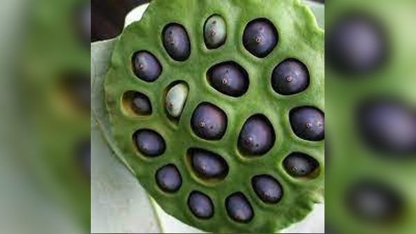  Ayurveda Medicinal Uses and Health Benefits